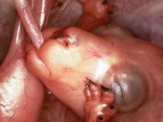 В Сети появилось уникальное видео рождения кенгуру