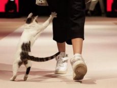 Кошка пробралась на подиум во время модного показа