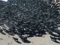 В Австралии на видео попали сотни умирающих от засухи коров