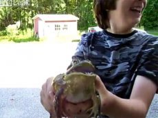 Поющая лягушка