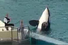 Дрессированная касатка убила пеликана
