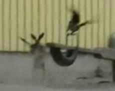 Бешеный заяц напал на ворону