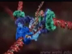 Австралийцы визуализировали болезни