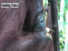 Жадная обезьяна