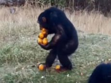 Мастер-класс от шимпанзе по переноске апельсинов