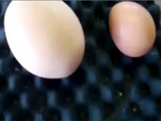 В огромном курином яйце обнаружили … другое яйцо!