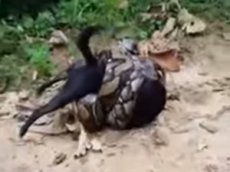 В Таиланде несколько человек освободили собаку из тисков питона