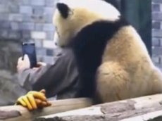 Пользователей соцсетей умилила делающая селфи панда