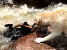 Собака спасла тонущего пса из бурлящей реки