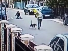 Бездомный пес спас женщину от грабителя