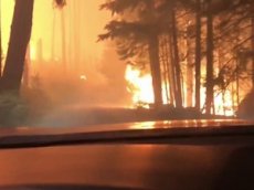 Отец с сыном сняли на видео, как спасались от лесного пожара