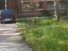 Лось заглянул на "Последний звонок" в школу