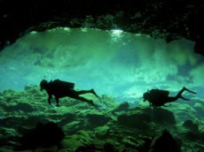 Дайверы нашли подводный лес в Британии