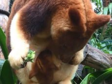 Редчайший древесный кенгуру родился в Австралии