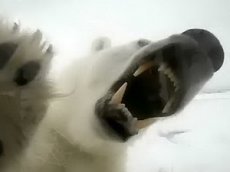 BBC заплатит 6000 фунтов стерлингов за то, что телеведущего чуть не съел медведь