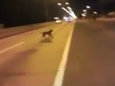 Телепортирующаяся собака стала звездой YouTube