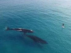 Видео с китами набрало более 3 млн просмотров