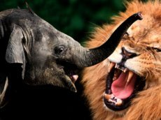 Слоненок отбился от стаи голодных львов