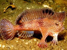 Ученые научили рыб ходить