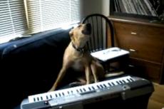 Собака поет и аккомпанирует себе на синтезаторе
