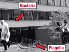 Голландские ученые заставили бактерии танцевать