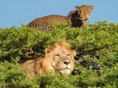 Погоня львицы за леопардом попало на видео