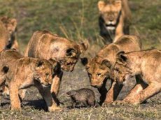 Мангуст вступил в схватку со львами