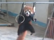 Красная панда научилась подтягиваться на кольцах