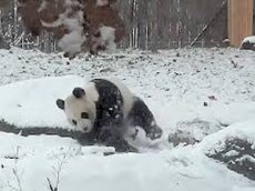 Панда радуется снегу, как ребенок