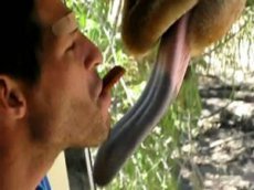 Кормление жирафа: только для экстремалов