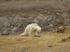 Умирающий от голода белый медведь ужаснул пользователей сети