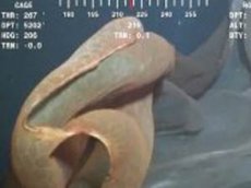 Неизвестное морское чудище атаковало океанологов