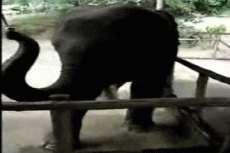 Слона научили танцевать и играть на гармошке