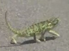 Танец хамелеона