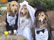 Собачья свадьба стала хитом в интернете