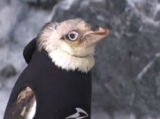 Облысевшему пингвину сшили теплый костюм
