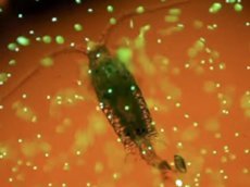 Ученые сняли на видео процесс поедания пластмассы морскими животными