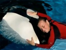 Океанариум в Орландо будет закрыт из-за гибели дрессировщицы