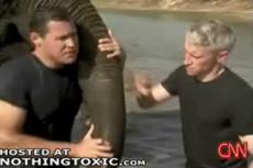 Слон едва не откусил руку человеку