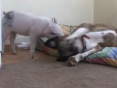 Пес и свинья стали лучшими друзьями