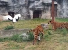 Журавль отбил атаку трёх тигров