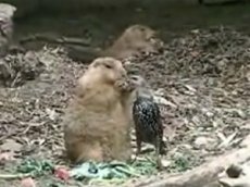 Сурок разделил трапезу с пернатыми