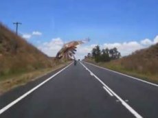 Птица швырнула змею в движущийся автомобиль в Австралии