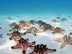 Пробка из морских звезд на дне океана