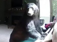Медведь пробрался в жилой дом и сыграл на пианино