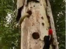 Змея против дятла: кто кого?