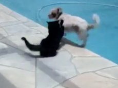 Кот столкнул в бассейн надоедливую собаку