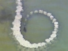 Дельфины заставляют рыбу саму прыгать им в пасть