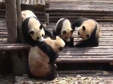 Драка панд в китайском зоопарке