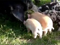 Свинья проучила нахального поросенка